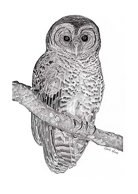Rusty barred Owl
