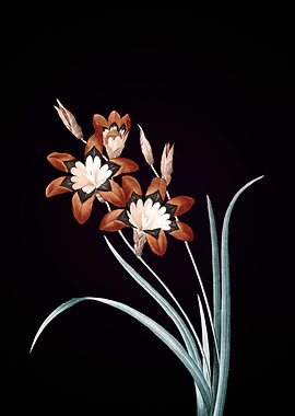Ixia Tricolore