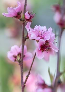 peach flower in bloom