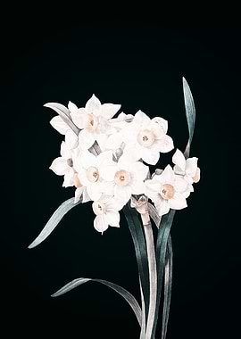 Bunch Flowered Daffodil