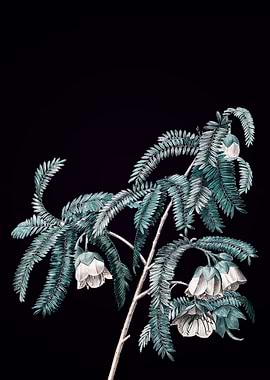 Spaendoncea Tamarandifolia