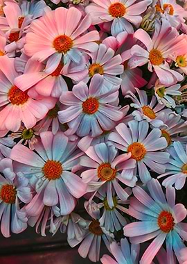 pink daisy in bloom in sp