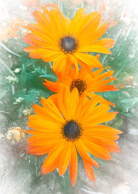 orange yellow gerbera