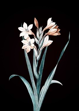 Gladiolus Saccatus