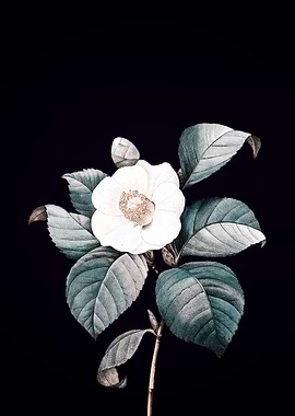 Japanese Camellia