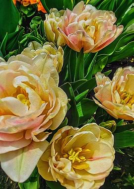 Early Summer Flowers