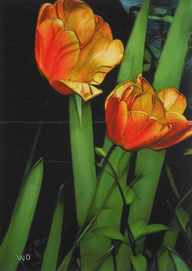 Shady tulips