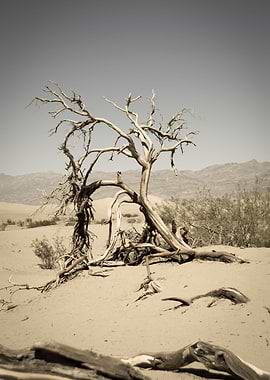 Dead Tree