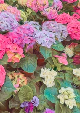 colorful primroses in spr