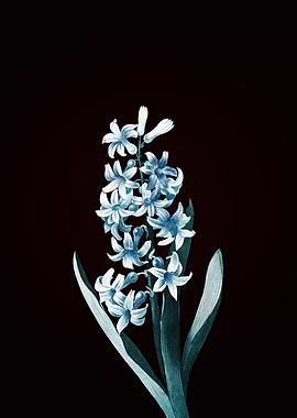 Dutch Hyacinth
