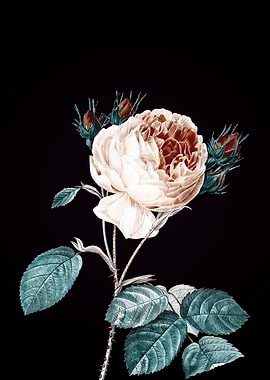 Bleached Vintage Roses