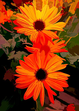 orange gerbera daisy