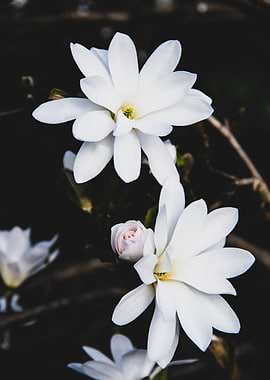 Star magnolia no 4