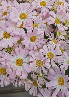 pink daisy in bloom in sp