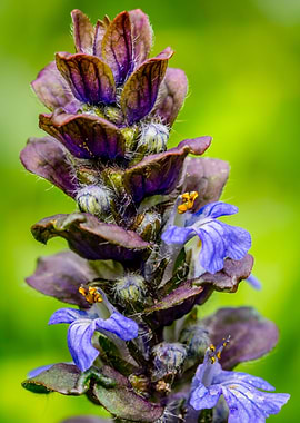 Bugleweed Flower Closeup
