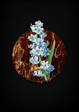 Orient Hyacinth