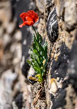 Urban Poppy