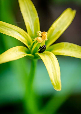 Yellow Spring Flower