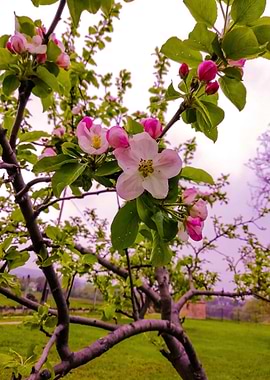 Blossoming apple tree