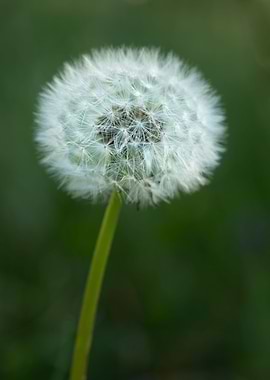 Seedhead