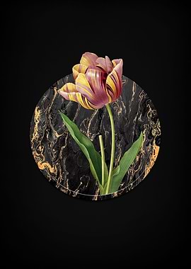 Tulip