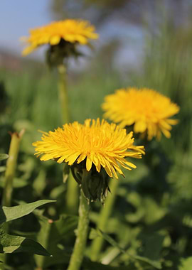 Beautiful Dandelion flower