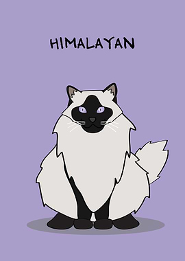 Himalayan Cat