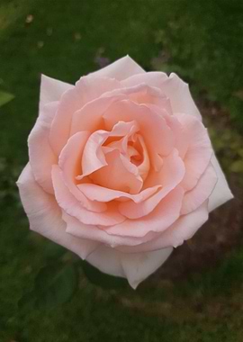 Peach Rose