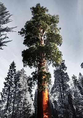 Sequoia National Park
