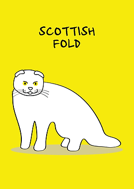 Scottish Fold Cat