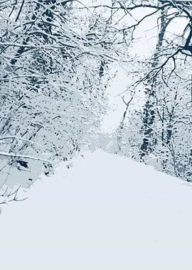 Snowy road in the forest