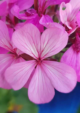 Pink Geranium