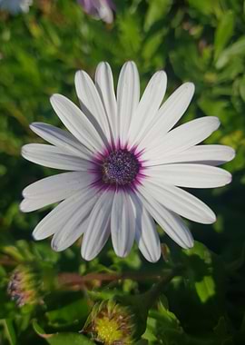 Wild White Daisy