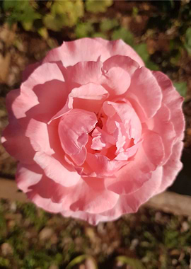 Pink Rose