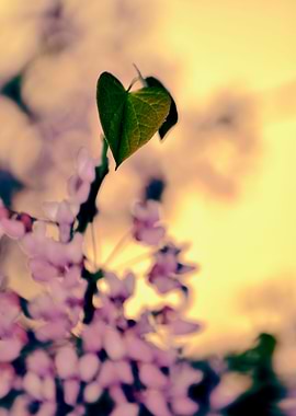 Judas tree flowers leaf 2
