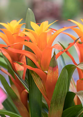 guzmania lingulata flower