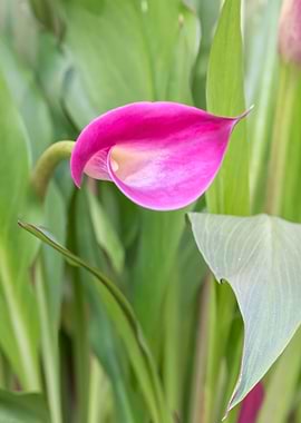 pink calla lily