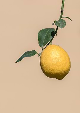 yellow lemon on tree