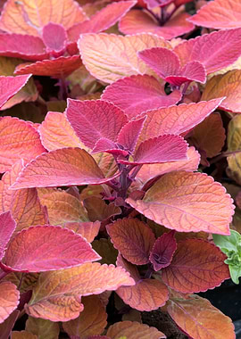 colorful decorative leaves