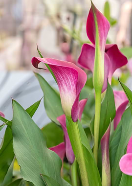pink calla lily