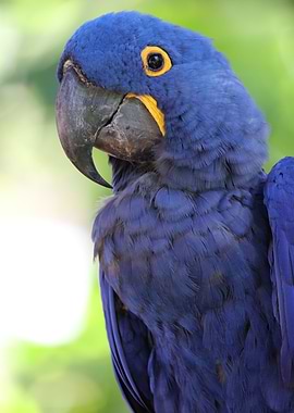 Hyacinth Macaw