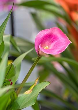 pink calla lily
