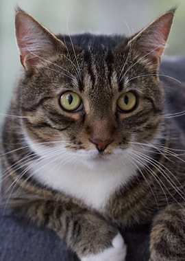 Beautiful European Tomcat