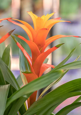 guzmania lingulata flower