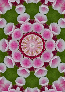 kaleidoscope floral