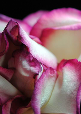 Detail of a White Rose