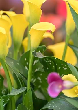 yellow calla lily