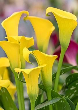 yellow calla lily