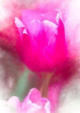 pink tulip flower