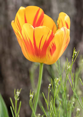 yellow tulip in the garden